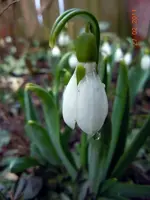 WASSERTROPFEN2334.webp