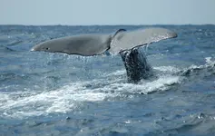 Sperm_Whale_01.webp Sperm_Whale_01.webp
