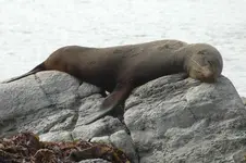 Fur_Seal_01.webp Fur_Seal_01.webp