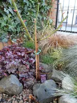 SAM_0227.webp
