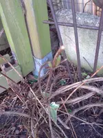 Knospen der Nelly Moser.webp