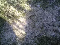 PIC00196.webp