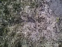 PIC00199.webp