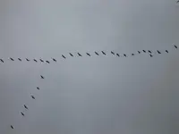 ziehen in ihr Brutrevier  (27.02.2011).webp