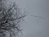 Februar 2011 034.webp