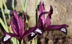 Iris.webp