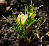 Krokus gelb.webp