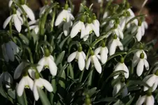 Schneeglöckchen.webp