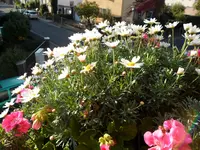 SAM_0056.webp