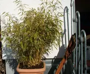 Garten.webp