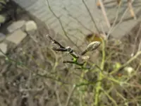 DSC00053.webp
