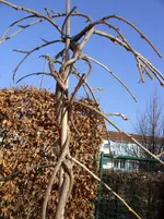 Blauregenstämmchen 003.webp