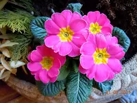 145.webp