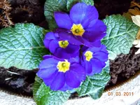 146.webp