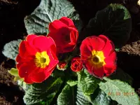 148.webp
