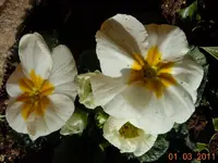 149.webp