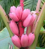 Rosa Banane.webp
