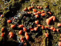 186Pilze am Baum.webp