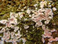 190Pilze am Baum.webp