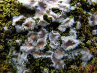 191Pilze am Baum.webp