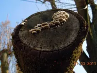 192Pilze am Baum.webp