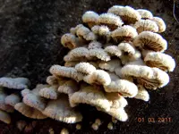 194Pilze am Baum.webp
