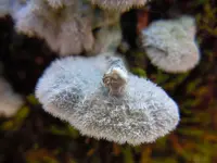 196Pilze am Baum.webp