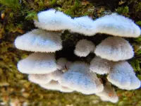 197Pilze am Baum.webp
