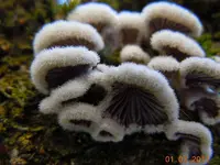 198Pilze am Baum.webp