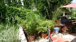 Garten-Sommer 2010 066.webp