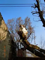 003Miez und Freunde.webp
