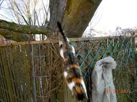 004Miez und Freunde.webp