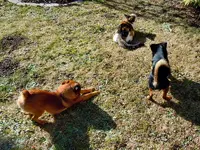 005Miez und Freunde.webp