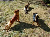 006Miez und Freunde.webp