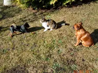 008Miez und Freunde.webp