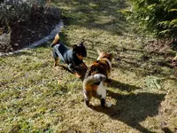 010Miez und Freunde.webp