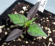 DSCF2856.webp