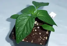 DSCF2846.webp