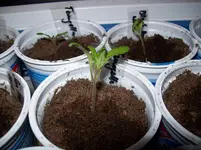 100_2494.webp