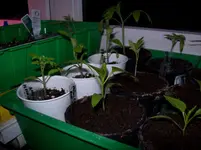 100_2501.webp