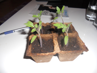 Meine Tomate.webp