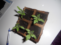 Nochmal Tomaten.webp