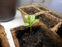 Chilli.webp