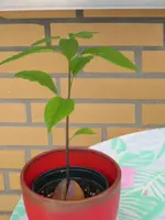 Meine Avokado.webp