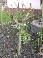 Harlekinweide 028.webp