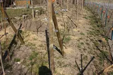 Wein.webp