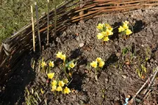 Krokus.webp