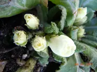 009_Bildgröße ändern.webp