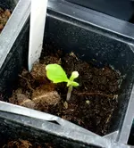 BlackKrim05032011.webp