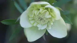 Gelb mit großer Rüsche.webp